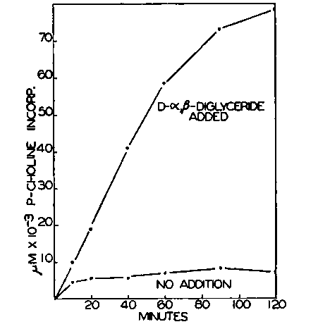 Requirement of d a.β diglyceride for conversion