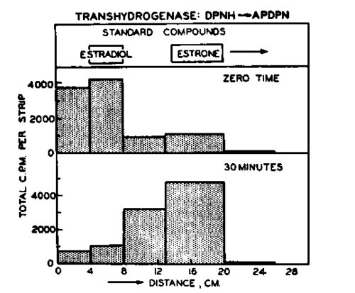 The conversion of estradiol