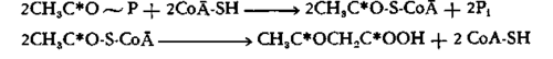 acetoacetate molecule are derived from acetyl CoA