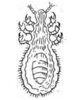 Fig. 341. The Body or Clothes Louse.