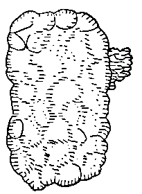 Fig. 290. Gin Liver.