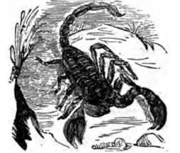 Fig. 358. Scorpion.