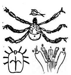 Fig. 361. Tick. a, b, c. Jaws of the Insect.