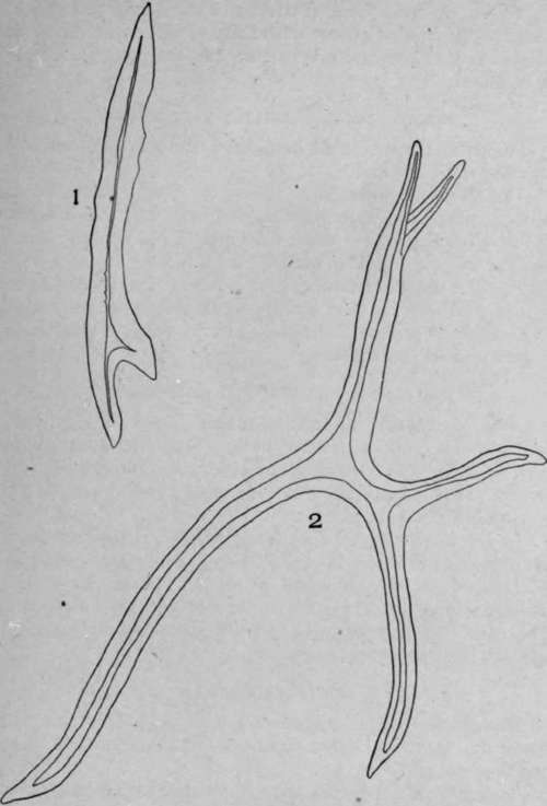 Branched Bast Fibres.