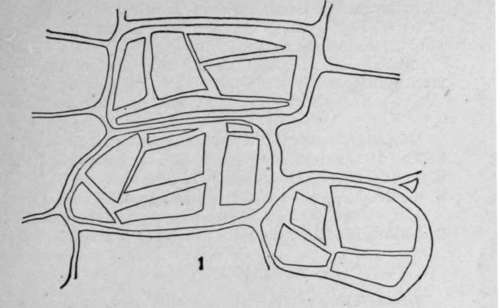 Inulin HistologyOfMedicinalPlants 164