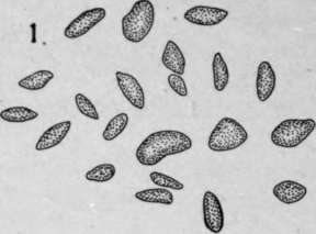 Nature Of The Hilum HistologyOfMedicinalPlants 155
