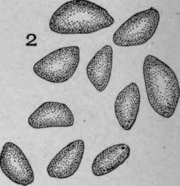 Nature Of The Hilum HistologyOfMedicinalPlants 156
