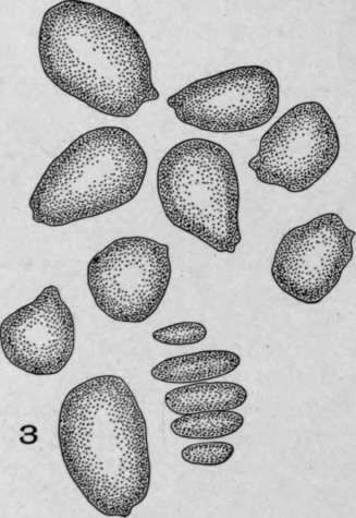 Nature Of The Hilum HistologyOfMedicinalPlants 157