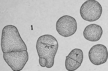 Nature Of The Hilum HistologyOfMedicinalPlants 159