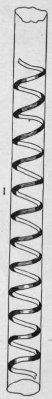 Spiral Vessels HistologyOfMedicinalPlants 111