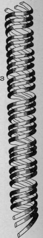 Spiral Vessels.