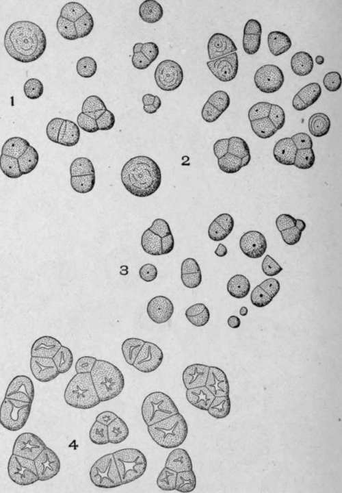 Starch Grains.