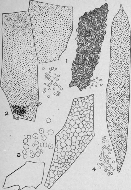 Starch Masses.