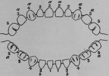 Eruption Of The Teeth Temporary Teeth 1509