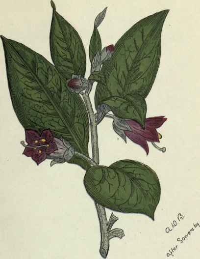Benzoinum 4