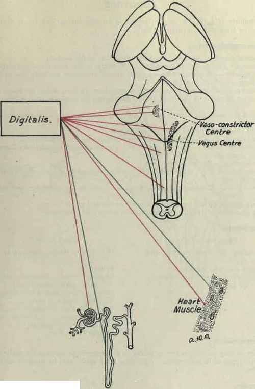 Digitalis 74