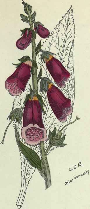 Digitalis Purpurea