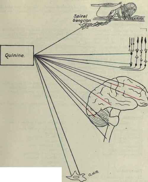 Quinine 78
