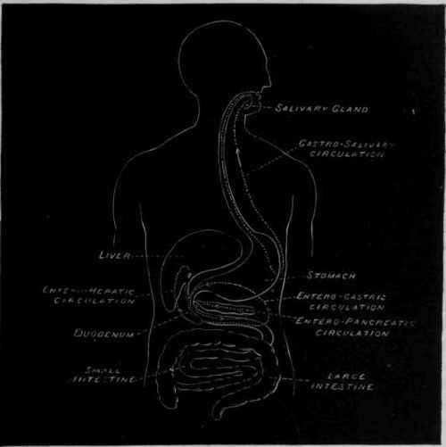 Fig. 126.   Diagram of the gastro salivary circulation.