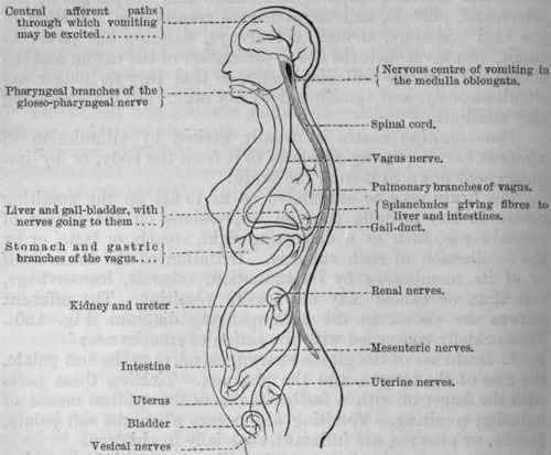 Fig. 130.   Diagram showing the afferent nerves by which the vomiting centre may be excited to and may be excreted by the gastric mucous membrane.