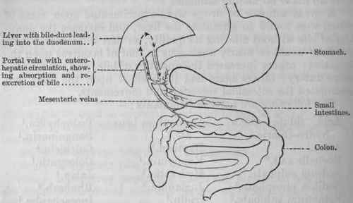 Fig. 143.   Entero Hepatic Circulation.