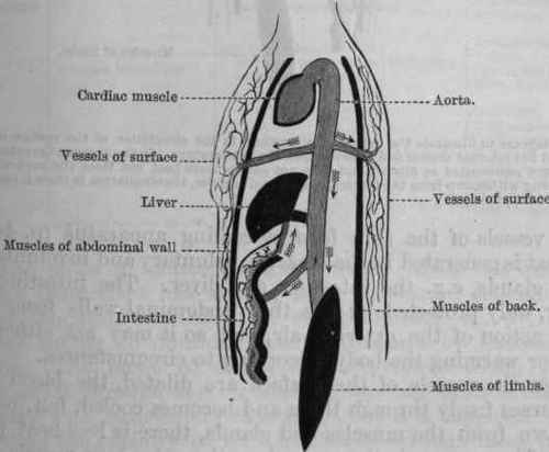 Fig. 145. Diagram to illustrate the action of alterations in the circulation of the surface of the body and the internal organs and muscles upon temperature.
