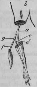 Fig. 166. After Kiedrowski. Diagram to show the effect of hydrocyanic acid when applied locally.