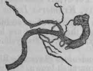 Fig. 181.   Senega, half the natural size.
