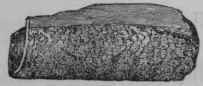 Fig. 182.   Cusparia, half the natural size.