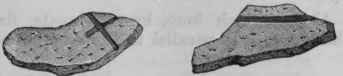 Fig. 194. Elaterium.