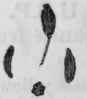 Fig. 198.   Caraway.