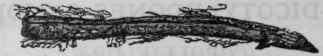 Fig. 200.   Bark of Cinchona officinalis, half the natural size.