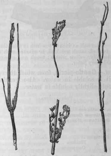 Fig, 209.   Chiretta, half the natural size.