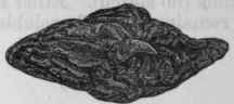 Fig. 210.   Jalap, reduced to 1/3 in size.