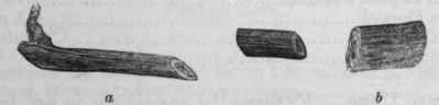 Fig. 211.   Dulcamara, a, reduced 1/2. b, natural thickness.