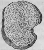 Fig. 225.   Slice of Colchicum.