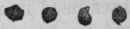 Fig. 226.   Colchicum Seeds.
