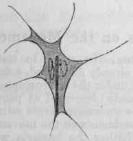 Fig. 26.   A connective tissue phagocyte, containing three fungi cells.