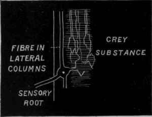 Fig. 57.   Diagram to show the effect of chloroform, chloral, and other anaesthetics on conduction of