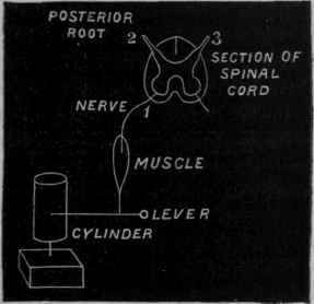 Fig. 58.   Diagram to show the method of investigating reflex and transverse conduction in the spinal cord. The motor nerve is first irritated at 1. As the cylinder revolves at a known rate, and a mark is made upon it by an electro magnet at the instant the nerve is irritated, the distance between this mark and the commencement of the muscle curve indicates the time required for the irritation to travel down the motor nerve to the muscle and set it in action.