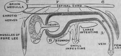 Fig. 66.   Diagram illustrating Magendie's method of investigating the mode of action of upas (strychnine). A, femoral vein; B, peritoneum; c, pleura; d, femoral artery; E, F, g, spinal cord, to which small arteries are seen passing from the aorta.