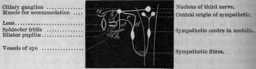 Fig. 74. Diagram to show the nervous supply of the eye. a, nerves to the ciliary muscle regulating accommodation; b, nerves to the contracting fibres, and c, nerves to the dilating fibres of the iris; d, vaso motor nerves to the vessels of the eye.