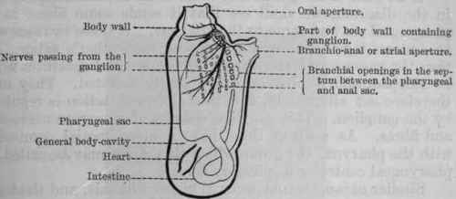 Fig. 77.   Diagram of an Ascidian.