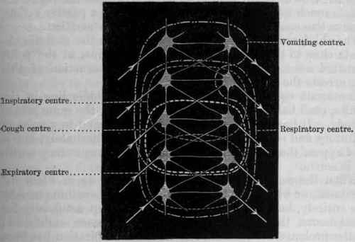 Fig. 80. Diagrammatic representation of various groups of ganglion cells, or 'centres,' in the medulla oblongata. The arrows indicate the directions in which the nerve currents pass.