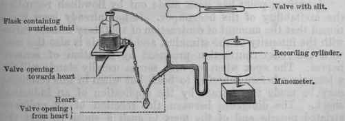 Fig. 99. Diagram of Williams's apparatus for investigating the action of drugs on the heart of the frog.