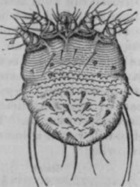 Fig. 27.   Female acarus. (Furstenberg.)