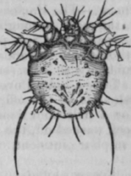 Fig. 28.   Male acarus. (Furstenberg.)