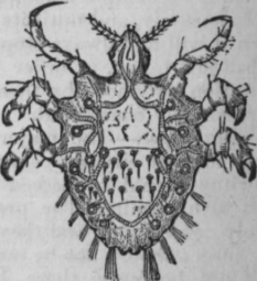 Fig. 28.   Phthirius pubis, or crab louse.