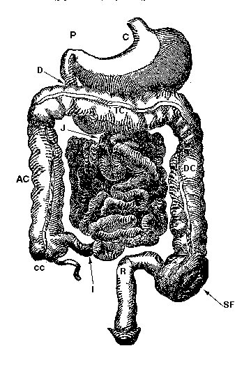 diagram of the human stomach and intestines