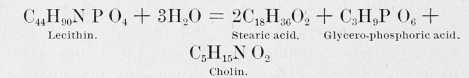 Cholin and Lecithin